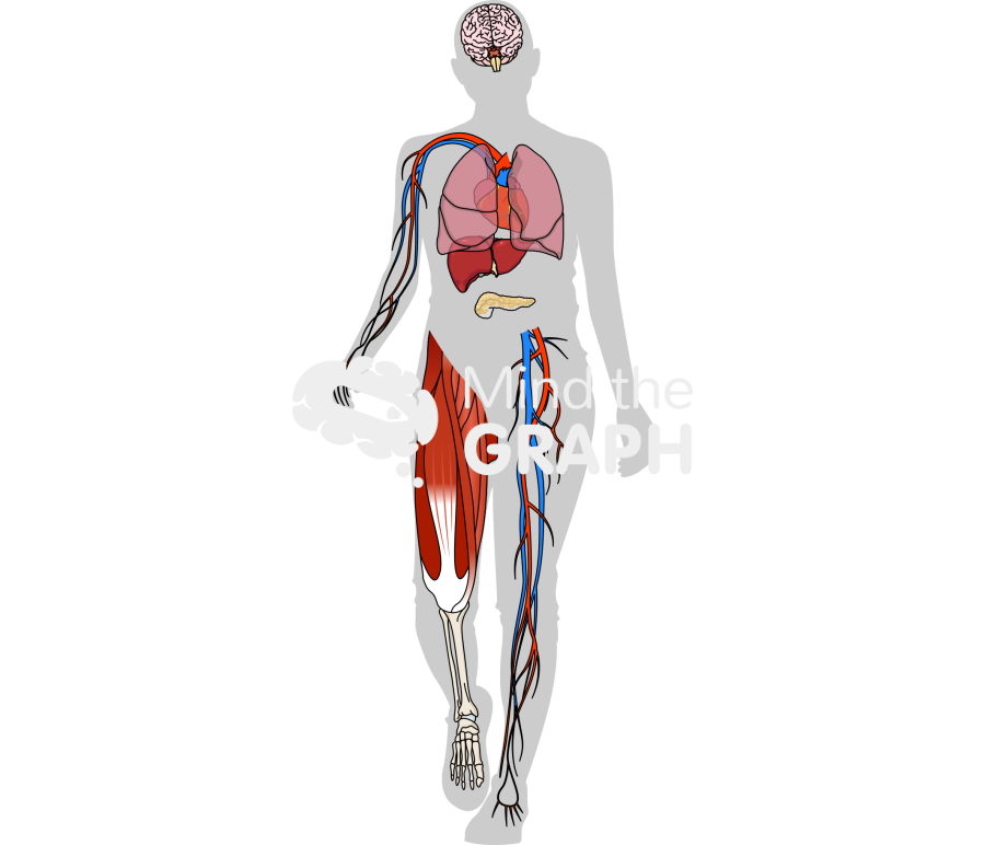 Organs interrupting sedentary behavior shape front Icons, Symbols, Pictures, and Images