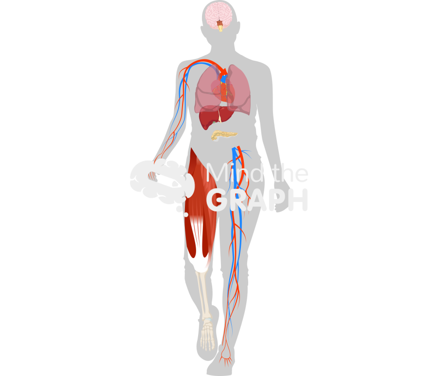 Organs interrupting sedentary behavior shape front Icons, Symbols, Pictures, and Images