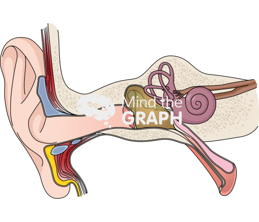 Otitis outer middle inner ear structure Icons, Symbols, Pictures, and Images