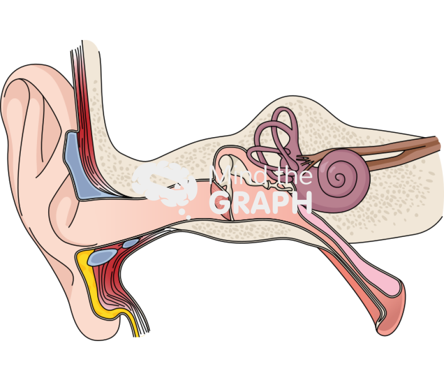 Outer middle inner ear structure Icons, Symbols, Pictures, and Images