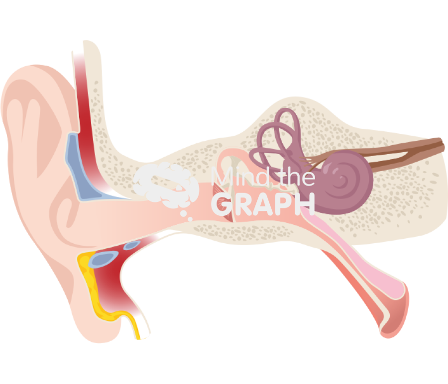 Outer middle inner ear structure Icons, Symbols, Pictures, and Images