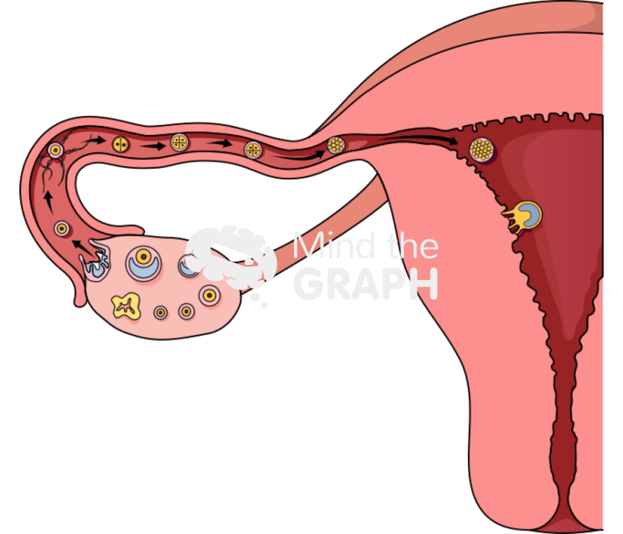 Ovary fecundation cycle Icons, Symbols, Pictures, and Images
