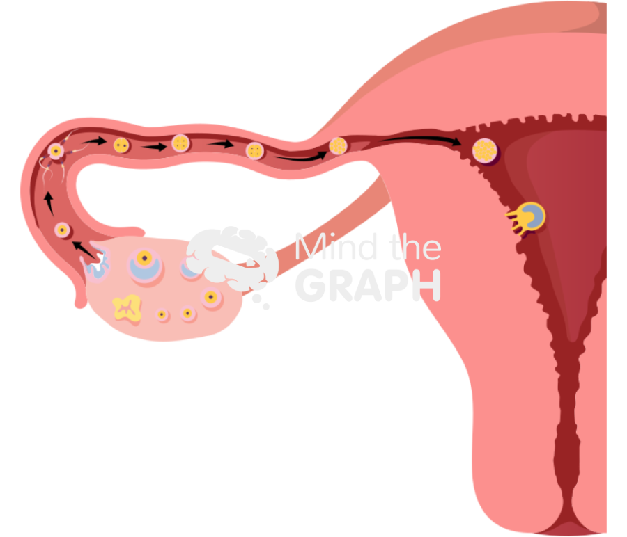 Ovary fecundation cycle Icons, Symbols, Pictures, and Images