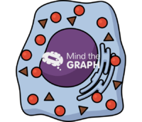 Oxidative stress cell 2 - Edit and Customize Icons of Oxidative stress cell 2 Oxidative stress cell 2 Icons, Symbols, Pictures, and Images