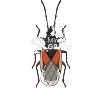 Oxycarenus lavaterae beauveria bassiana - Edit and Customize Icons of Oxycarenus lavaterae beauveria bassiana Oxycarenus lavaterae beauveria bassiana Icons, Symbols, Pictures, and Images