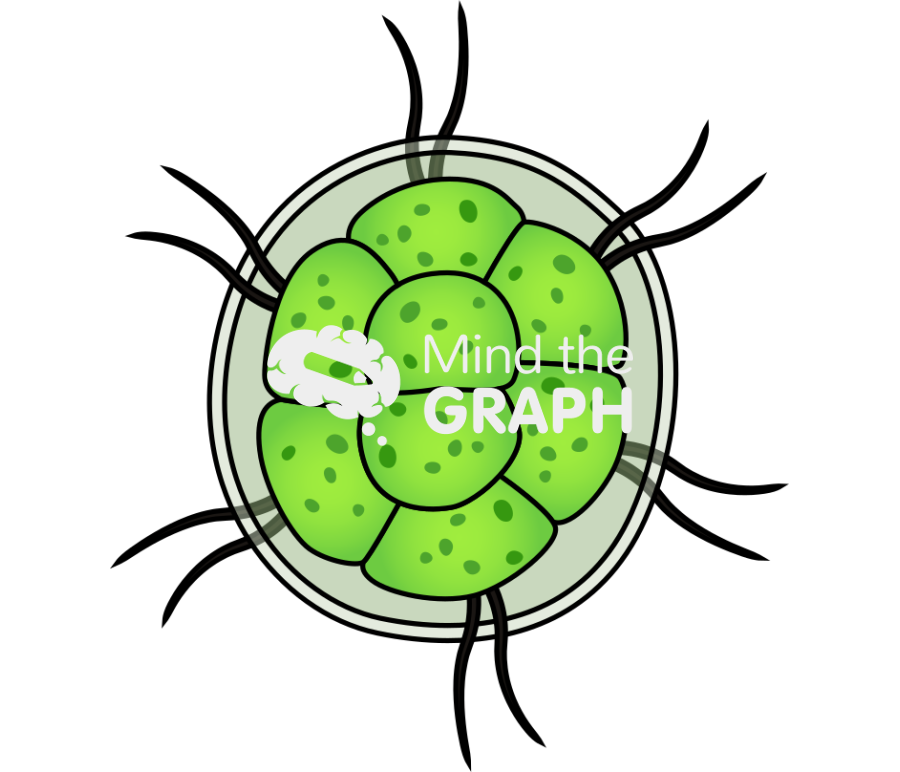 Pandorina chlorophyta Icons, Symbols, Pictures, and Images