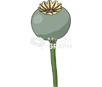 Papaver somniferum capsule stem 1 Icons, Symbols, Pictures, and Images