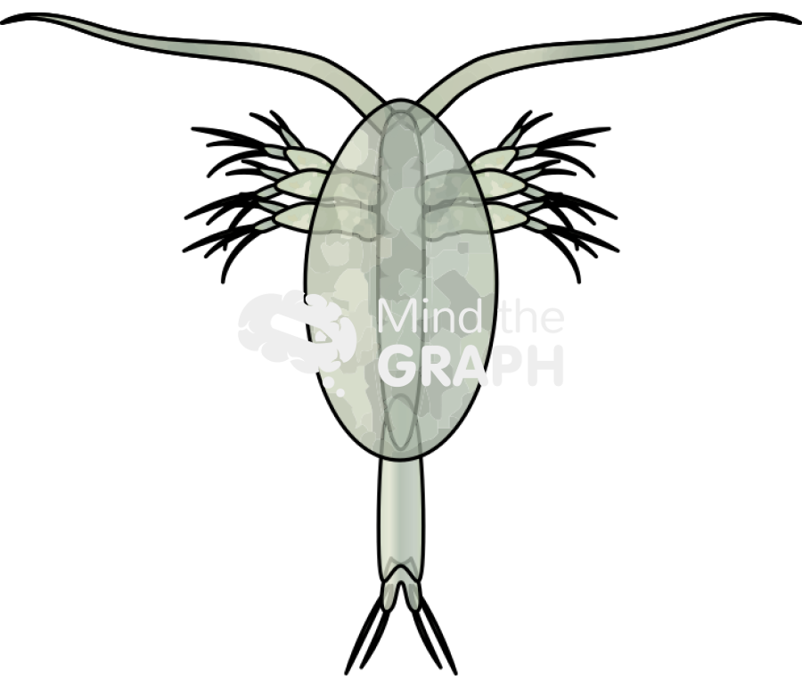 Paracalanus cf indicus Icons, Symbols, Pictures, and Images