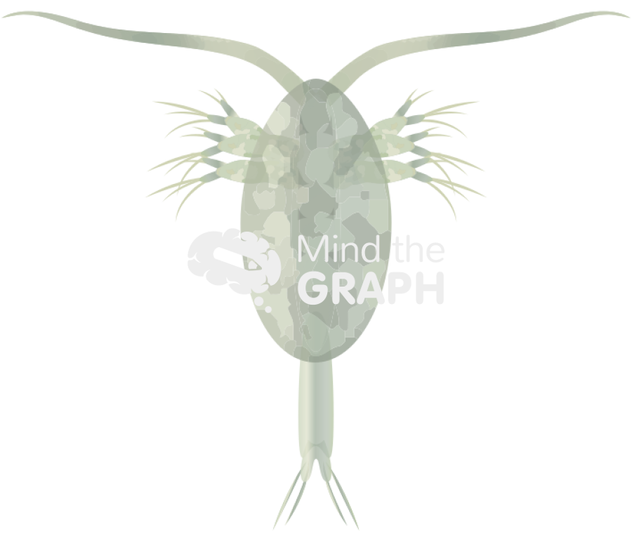 Paracalanus cf indicus Icons, Symbols, Pictures, and Images