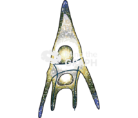 Paracentrotus lividus echinopluteus Icons, Symbols, Pictures, and Images