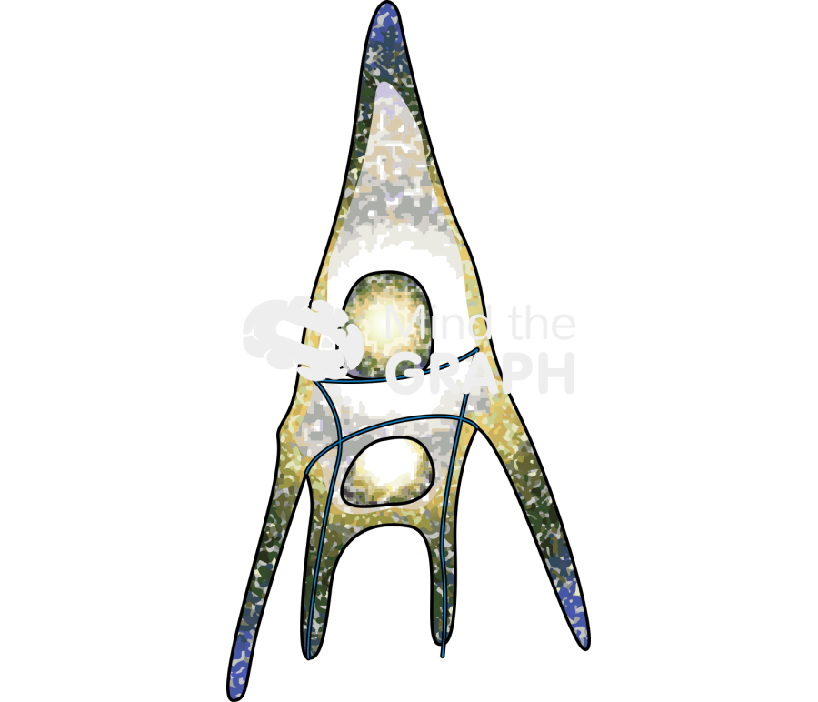 Paracentrotus lividus echinopluteus Icons, Symbols, Pictures, and Images