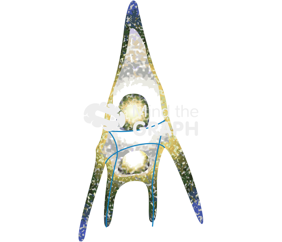 Paracentrotus lividus echinopluteus Icons, Symbols, Pictures, and Images