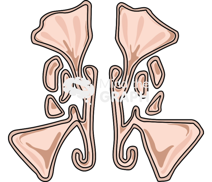 Paranasal sinus 1 Icons, Symbols, Pictures, and Images