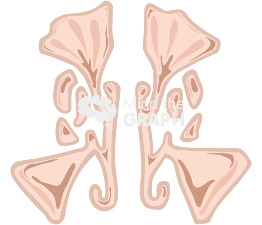 Paranasal sinus 1 Icons, Symbols, Pictures, and Images