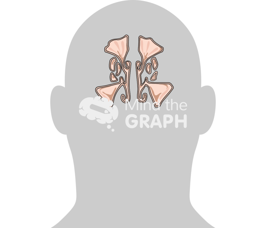 Paranasal sinus body Icons, Symbols, Pictures, and Images