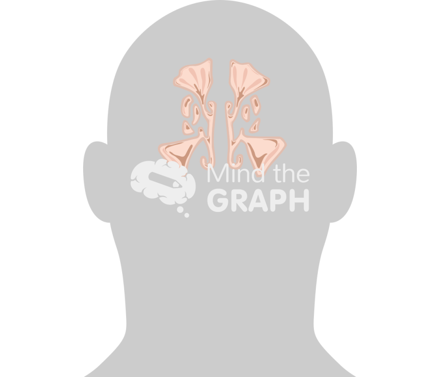 Paranasal sinus body Icons, Symbols, Pictures, and Images