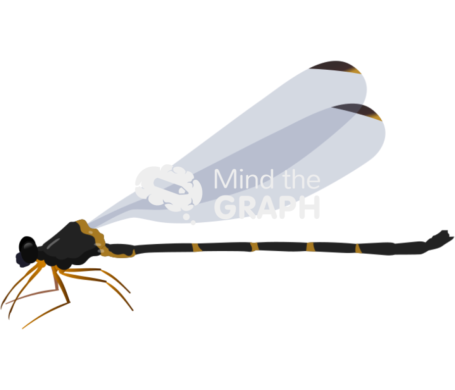 Paraphlebia zoe female lateral Icons, Symbols, Pictures, and Images