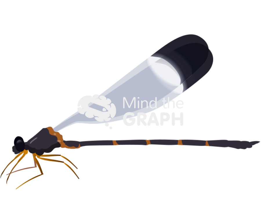 Paraphlebia zoe male black lateral Icons, Symbols, Pictures, and Images