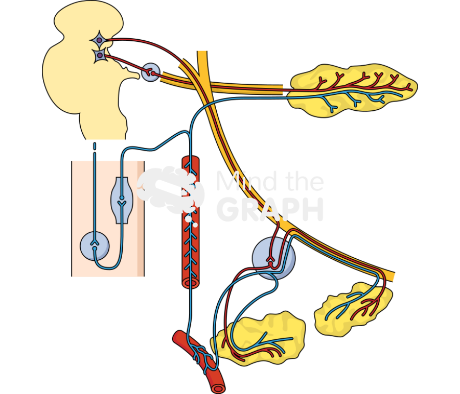 Parasympathetic and sympathetic innervation model Icons, Symbols, Pictures, and Images