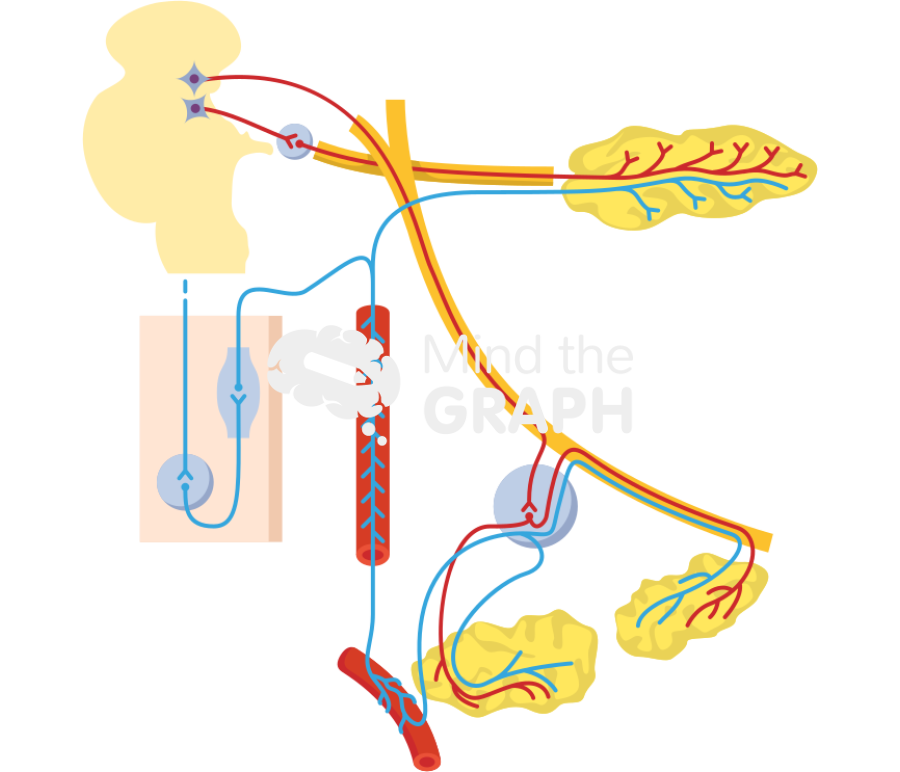 Parasympathetic and sympathetic innervation model Icons, Symbols, Pictures, and Images