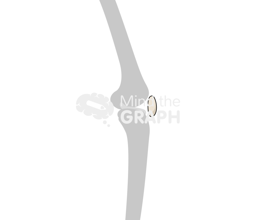 Patella baja lateral bone Icons, Symbols, Pictures, and Images