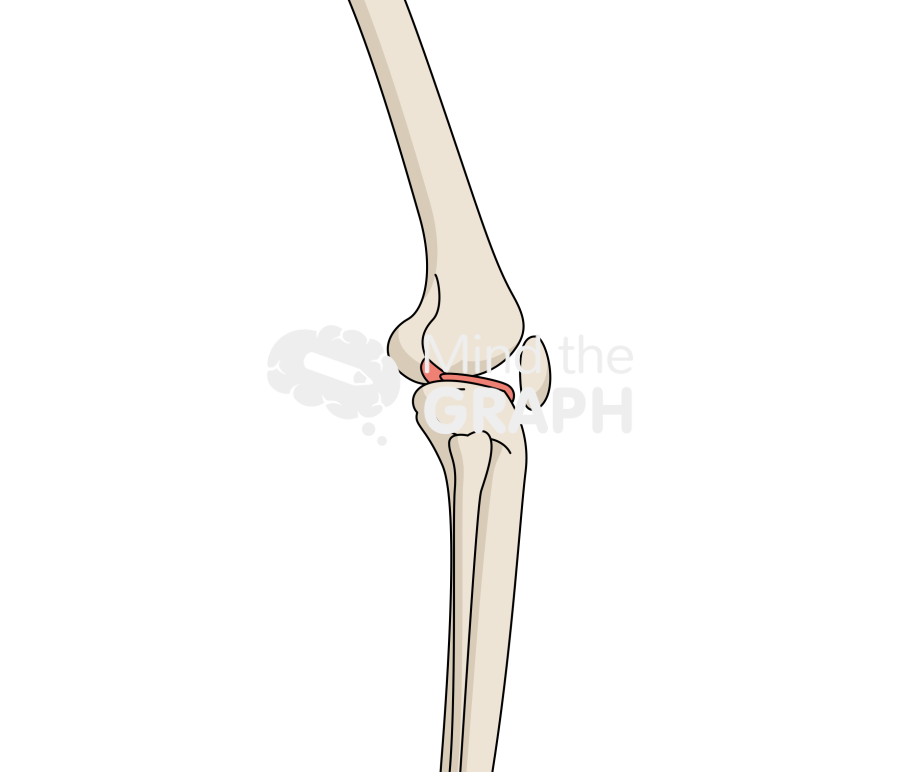 Patella baja lateral bone full Icons, Symbols, Pictures, and Images