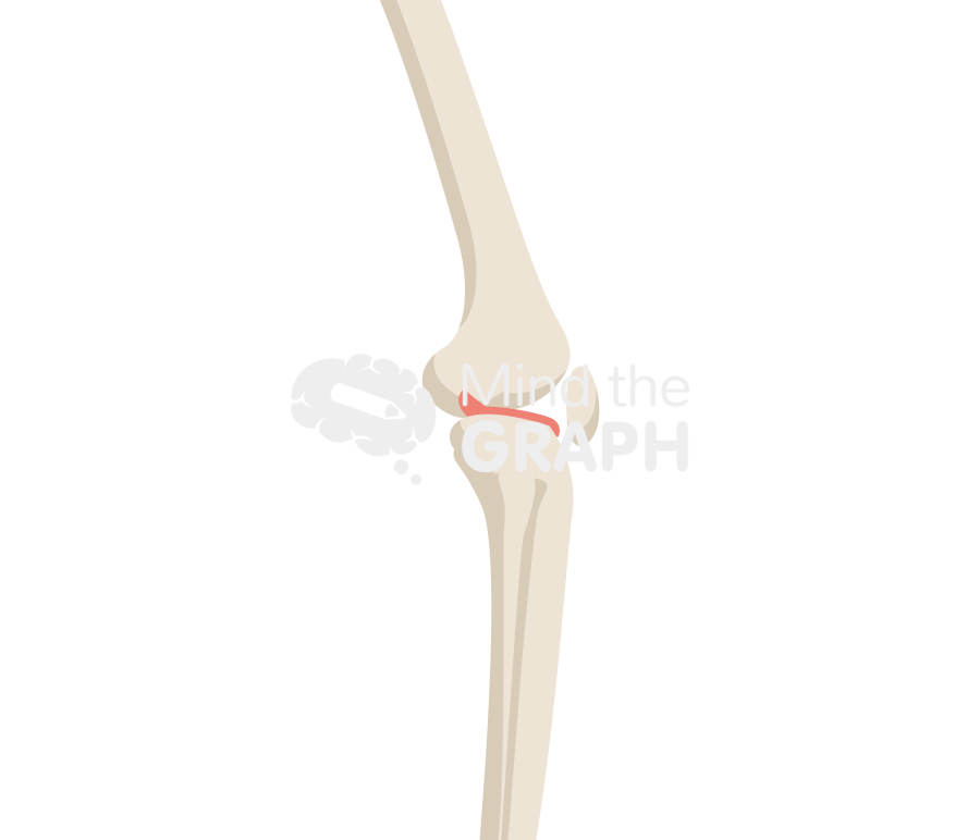 Patella baja lateral bone full Icons, Symbols, Pictures, and Images