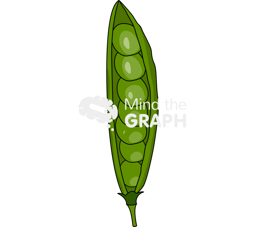Pea plant detailed Icons, Symbols, Pictures, and Images
