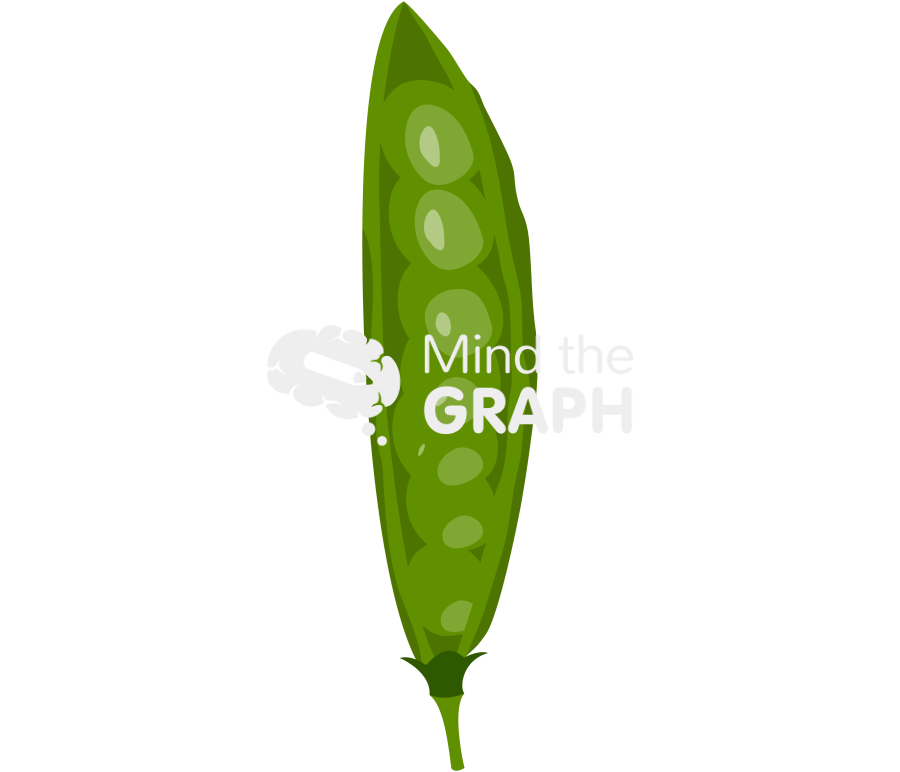 Pea plant detailed Icons, Symbols, Pictures, and Images