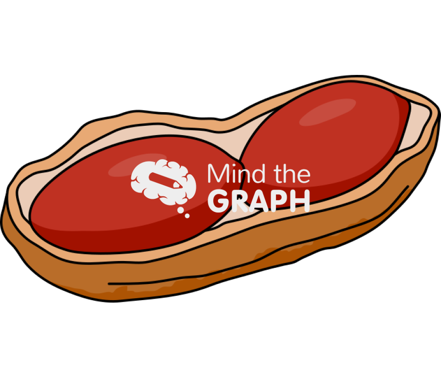 Peanuts seed open shell Icons, Symbols, Pictures, and Images