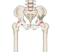 Pelvic osteotomy bone full Icons, Symbols, Pictures, and Images
