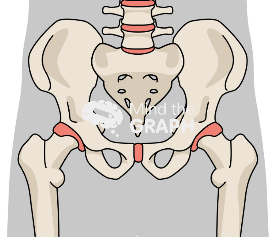 Pelvic skeleton frontal plane body Icons, Symbols, Pictures, and Images