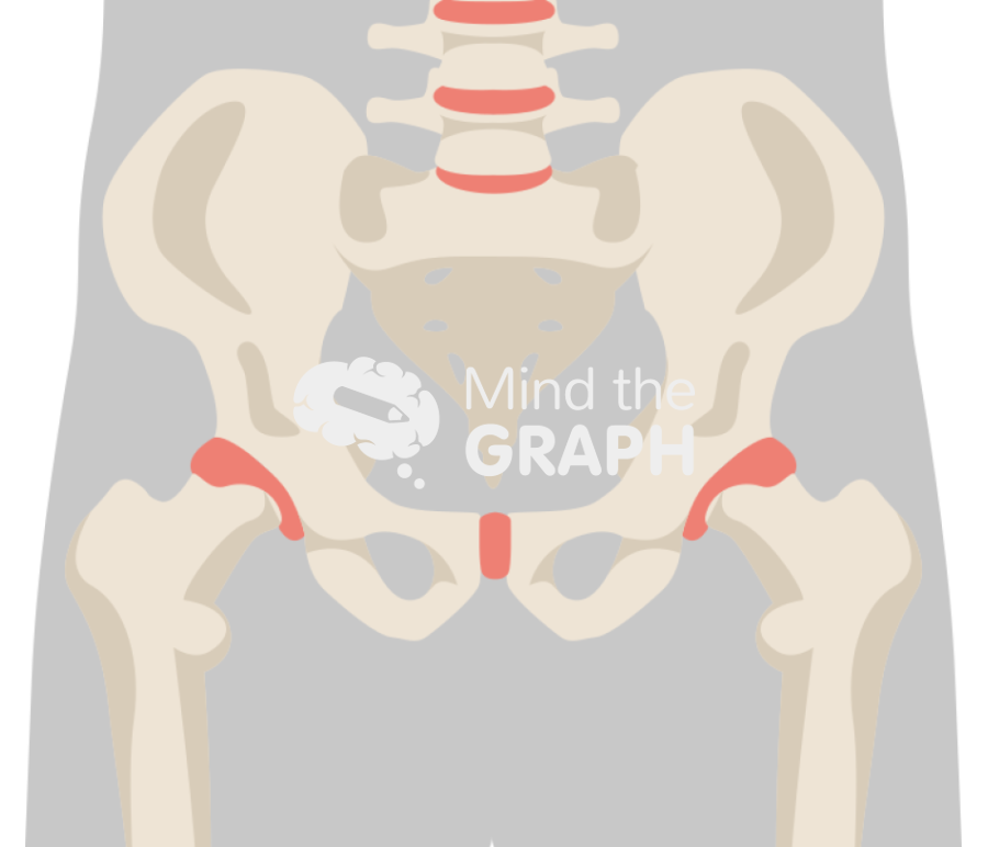 Pelvic skeleton frontal plane body Icons, Symbols, Pictures, and Images