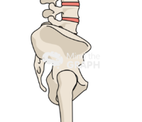 Pelvic skeleton sagittal plane bone full Icons, Symbols, Pictures, and Images