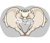 Pelvic skeleton transverse plane body Icons, Symbols, Pictures, and Images
