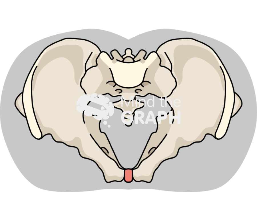 Pelvic skeleton transverse plane body Icons, Symbols, Pictures, and Images