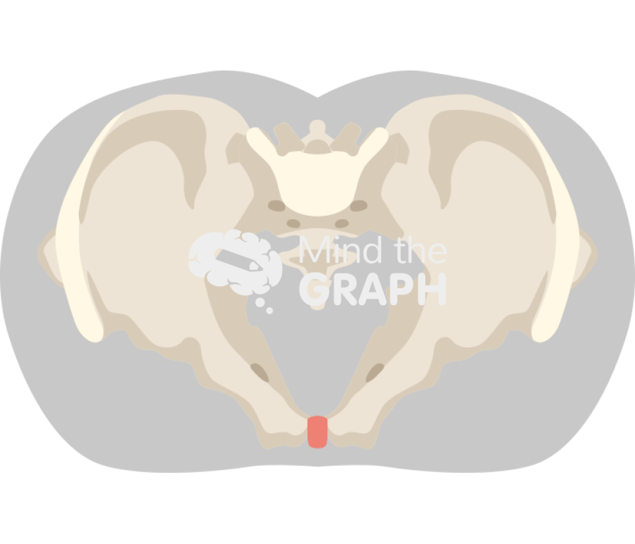 Pelvic skeleton transverse plane body Icons, Symbols, Pictures, and Images