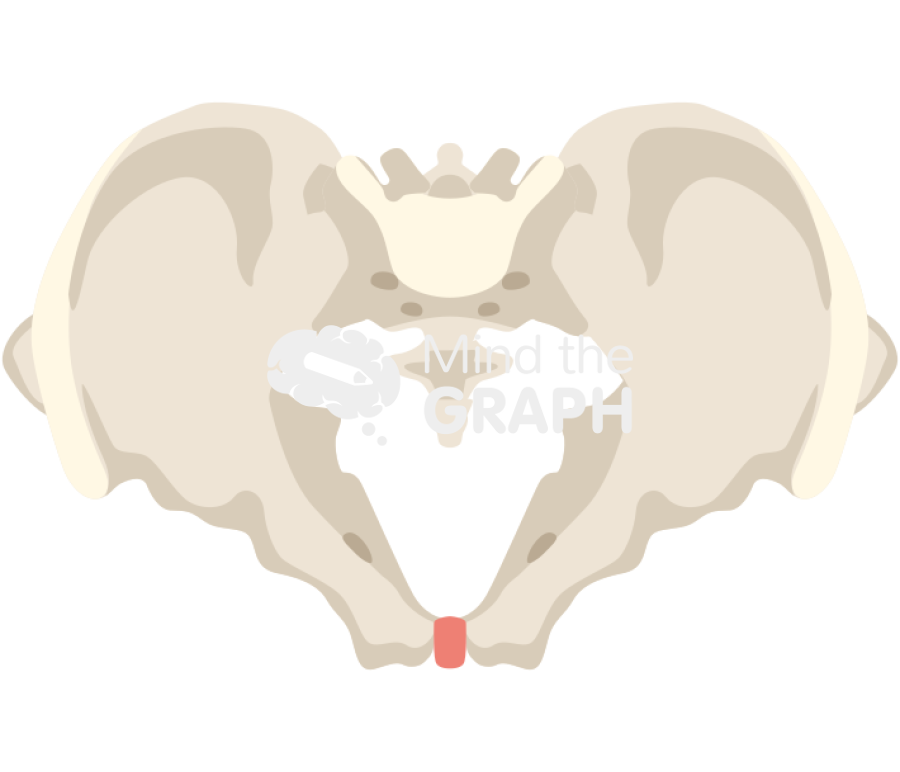 Pelvic skeleton transverse plane bone full Icons, Symbols, Pictures, and Images