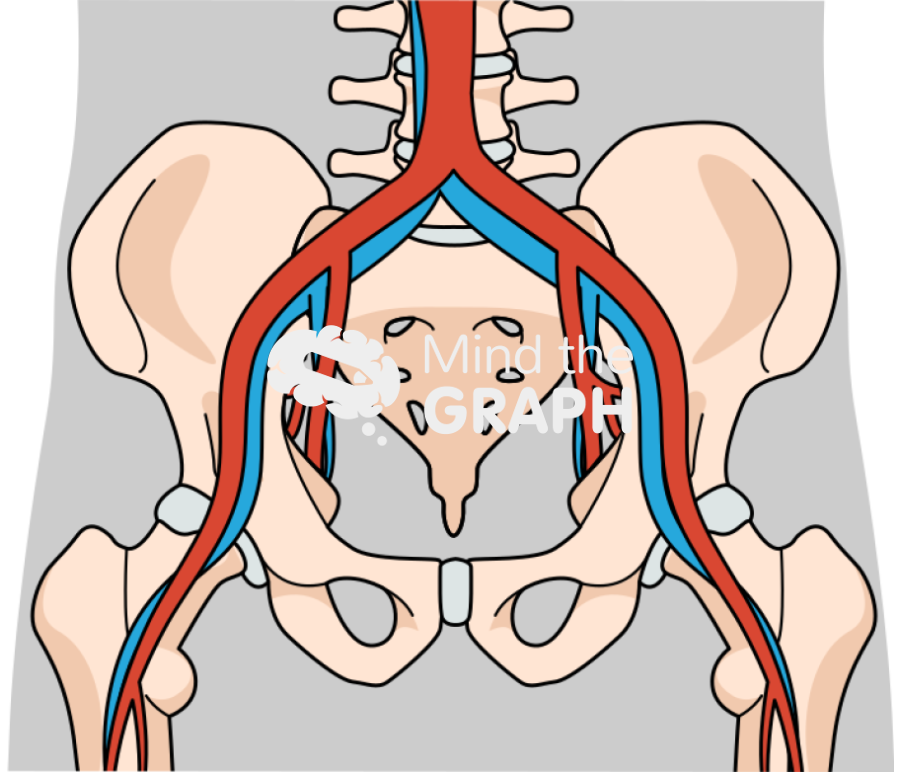 Pelvis circulatory body front Icons, Symbols, Pictures, and Images