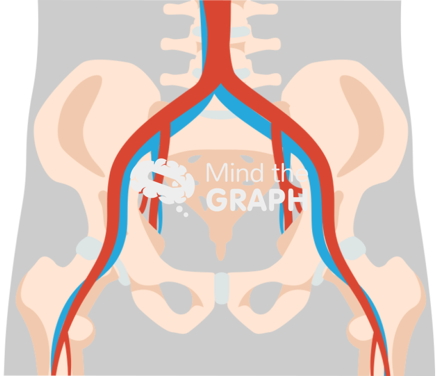 Pelvis circulatory body front Icons, Symbols, Pictures, and Images