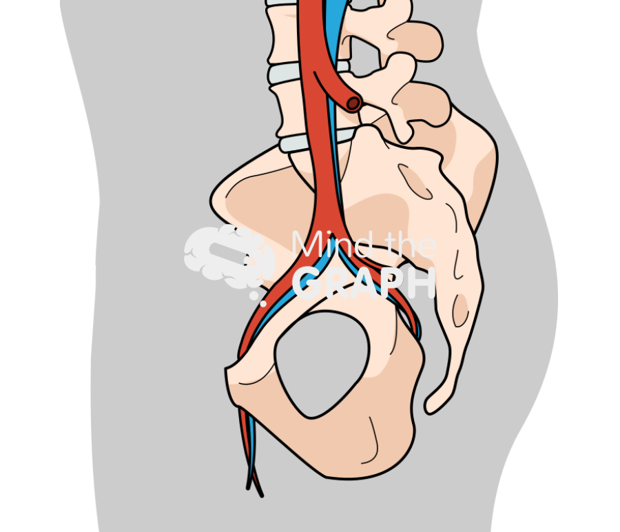 Pelvis circulatory body sagital Icons, Symbols, Pictures, and Images