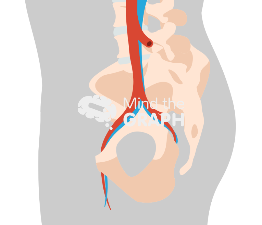 Pelvis circulatory body sagital Icons, Symbols, Pictures, and Images