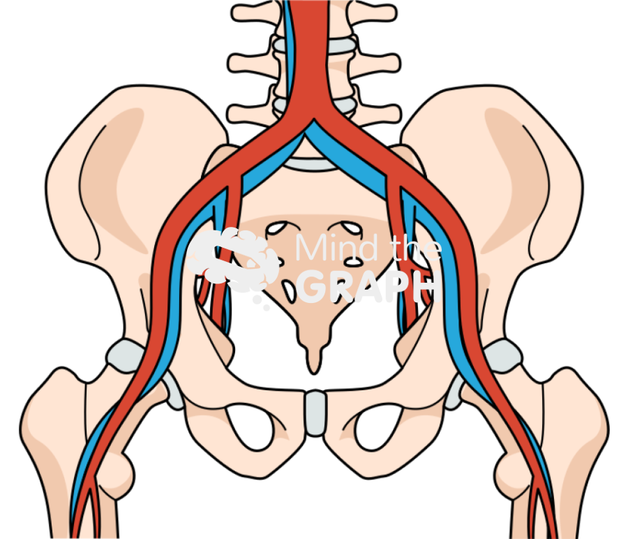 Pelvis circulatory front Icons, Symbols, Pictures, and Images