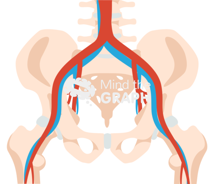 Pelvis circulatory front Icons, Symbols, Pictures, and Images