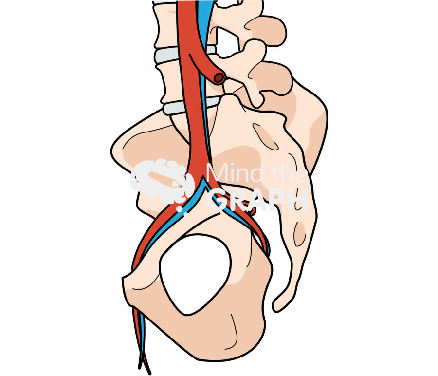 Pelvis circulatory sagital Icons, Symbols, Pictures, and Images