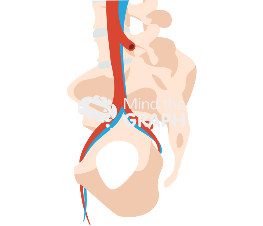 Pelvis circulatory sagital Icons, Symbols, Pictures, and Images