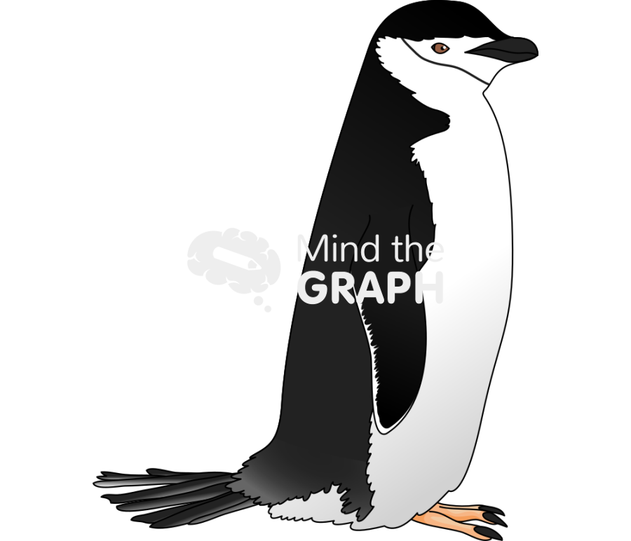 Penguin pygoscelis antarcticus Icons, Symbols, Pictures, and Images
