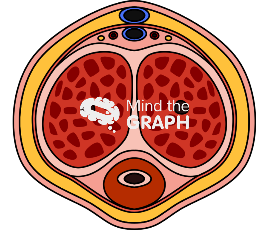 Human penis flaccid transversal cut Icons, Symbols, Pictures, and Images