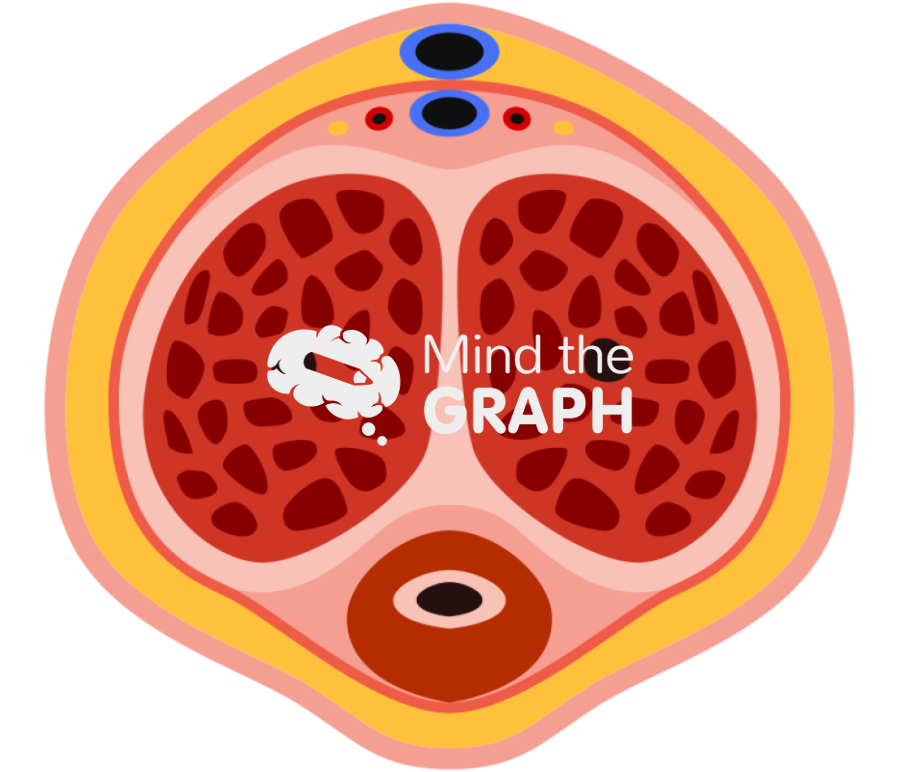 Human penis flaccid transversal cut Icons, Symbols, Pictures, and Images