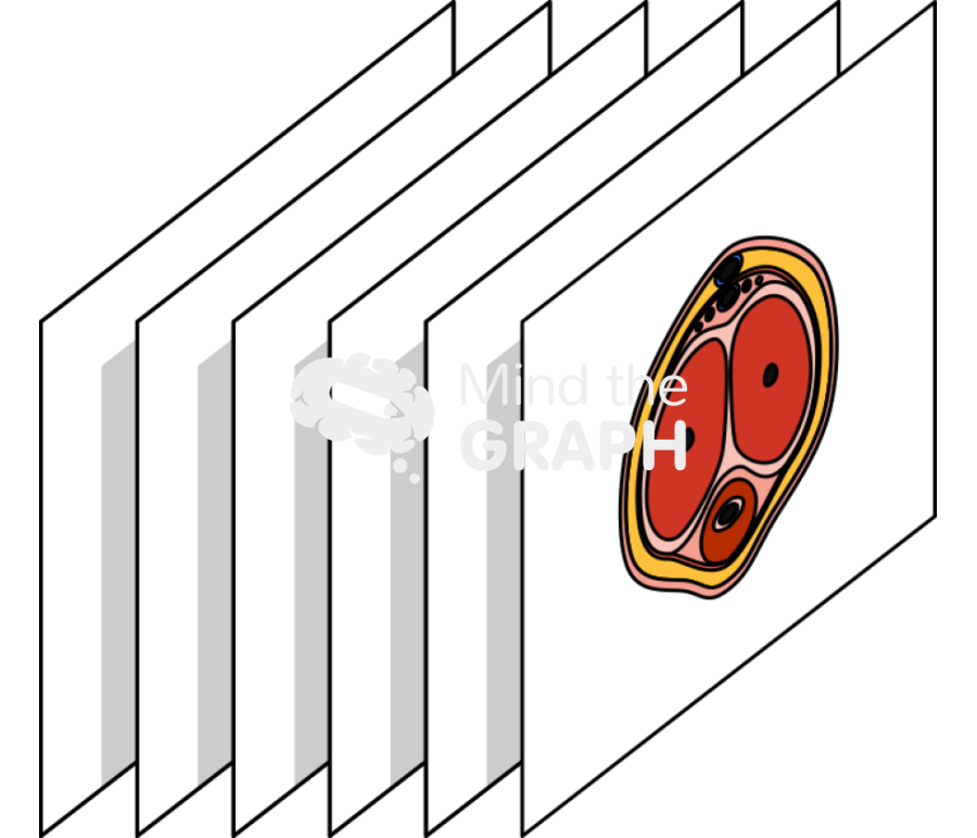 Penis ultrasound cuts perspective Icons, Symbols, Pictures, and Images